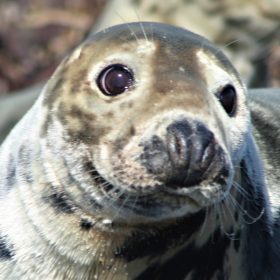 Farne Island seal